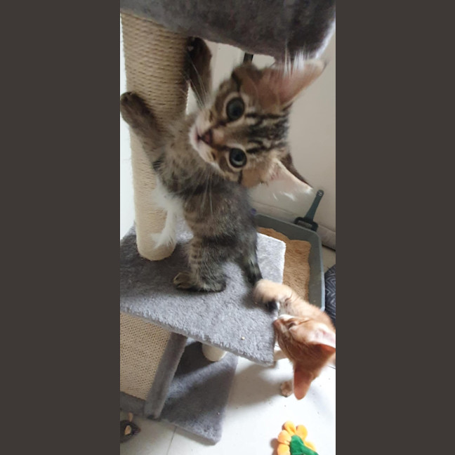 Photo of Lemon & Lime 