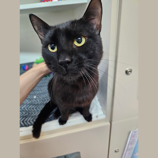 Photo of Sabre
