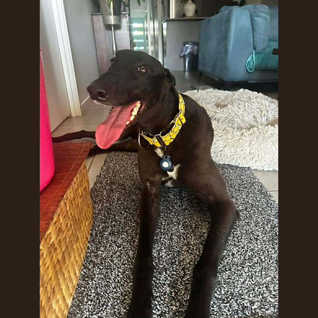 Photo of Neo, The Greyhound 