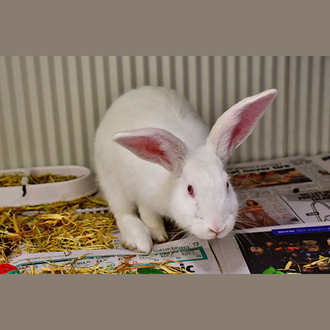 Photo of Bunilla Ice