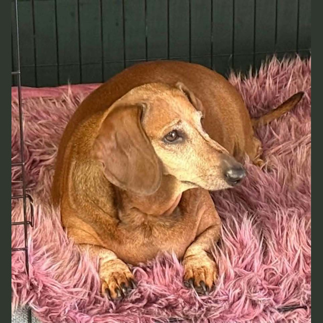 Photo of Schnitzel