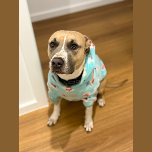 Photo of Tula   3 Year Old Staffy X