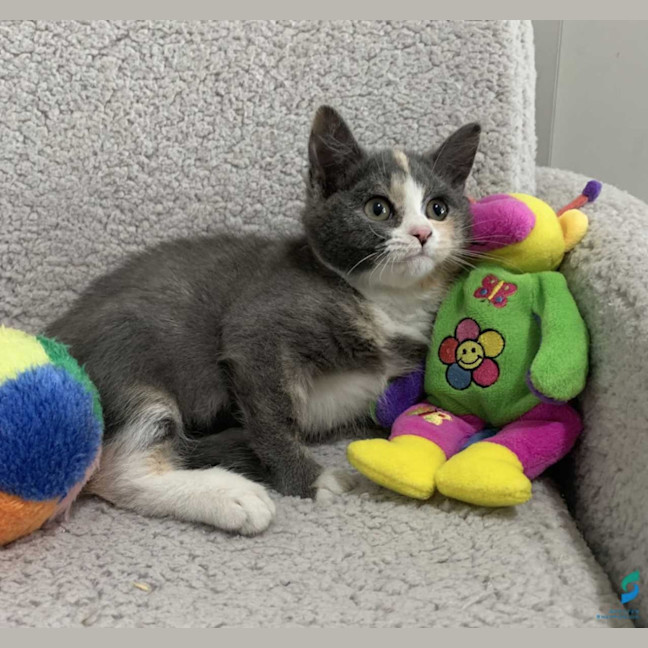 Photo of Muffin