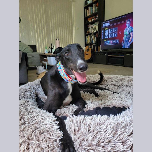 Photo of Little Ninja, The Greyhound