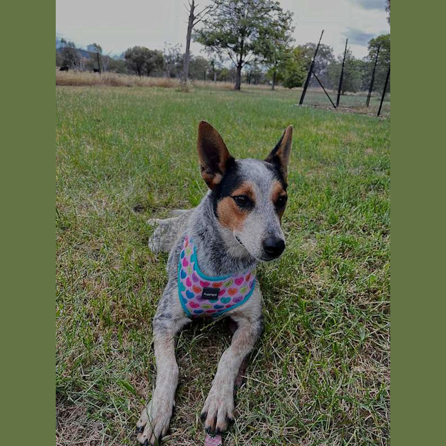 Photo of Tilly