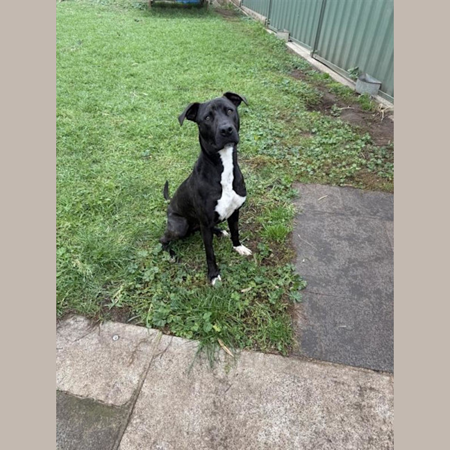 Photo of Stella