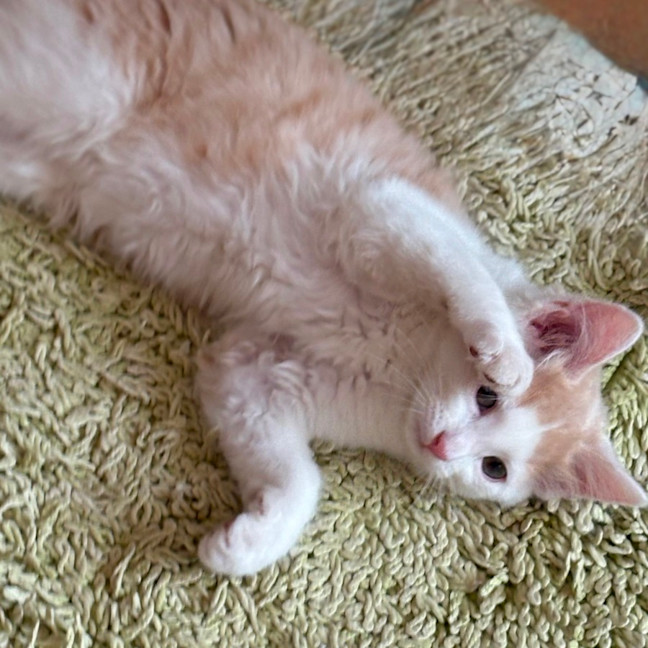 Photo of Cruz 🐯💙🐾