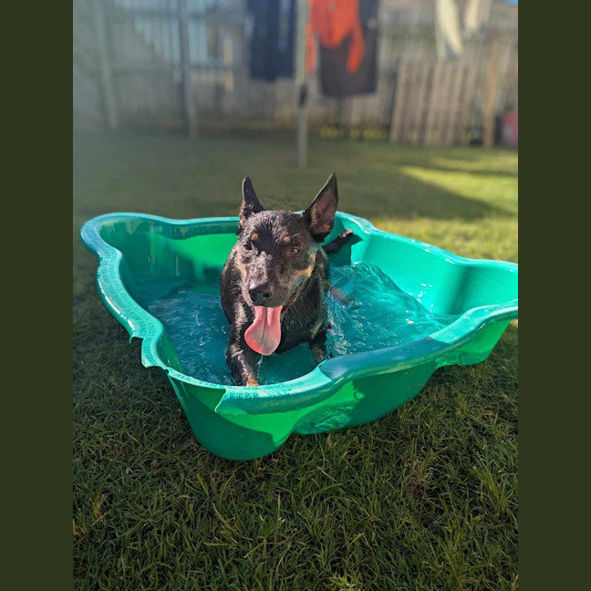 Photo of Ozzie