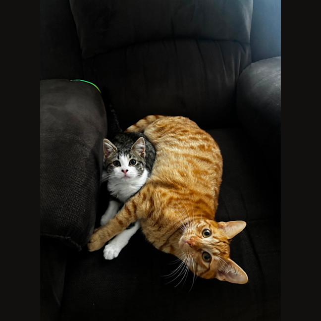 Photo of Muffin