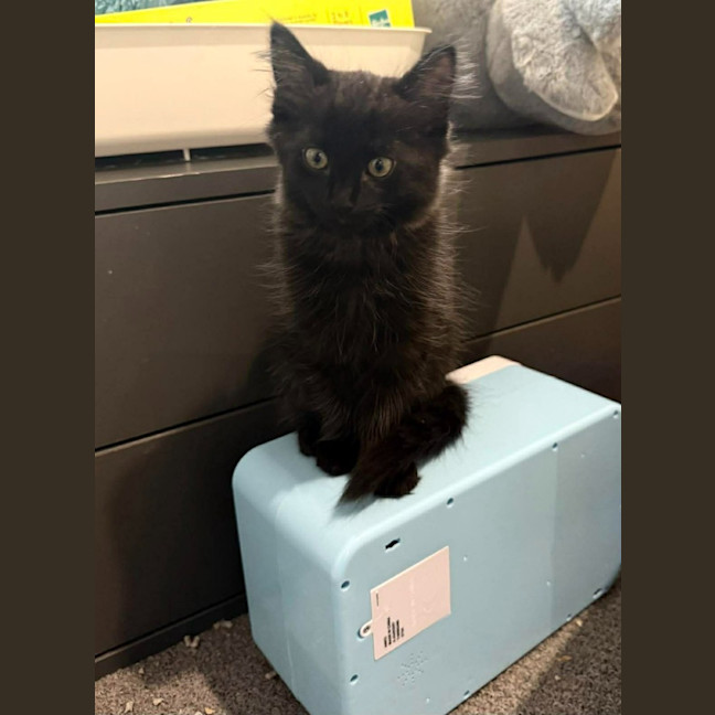 Photo of Atlas