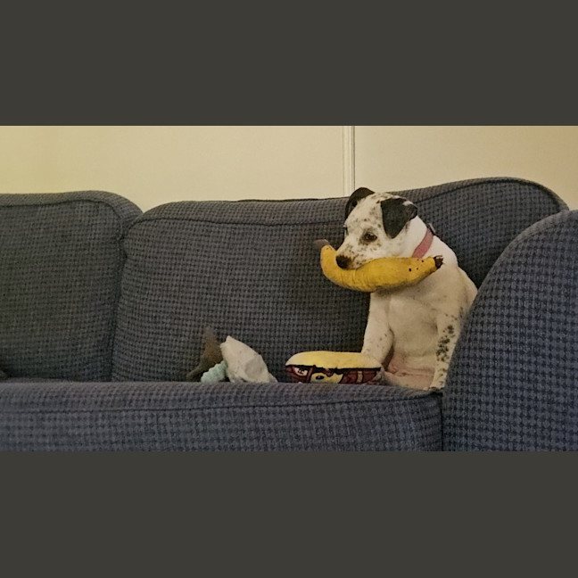 Photo of Sylvia    4 Month Old Cattle Dog