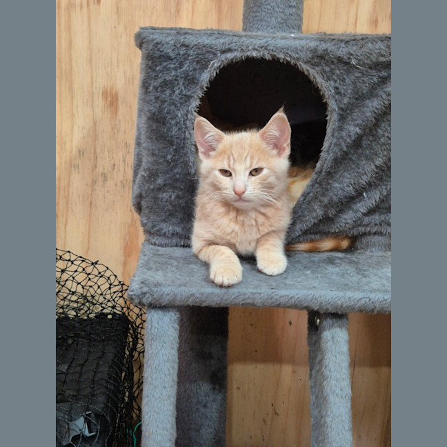 Photo of Nutmeg