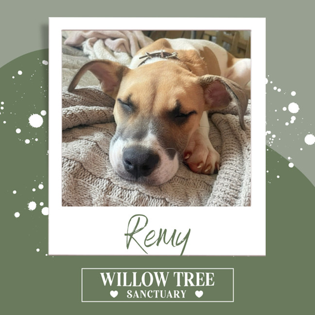 Photo of Remy 