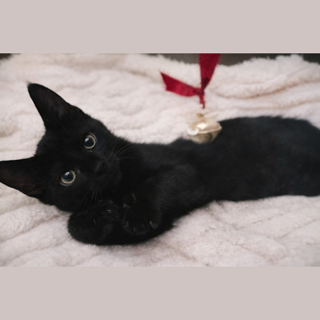 Photo of Leo And Luna 