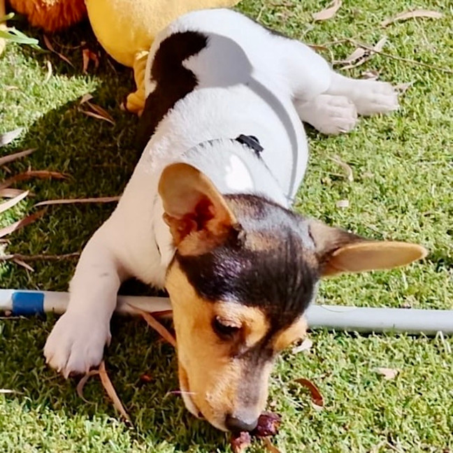 Photo of Little Louis 