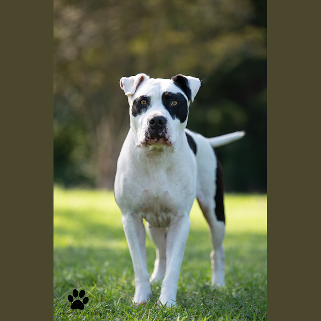 Photo of Stella