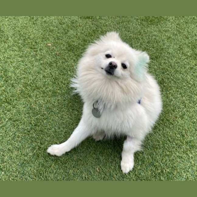 Photo of Snowy