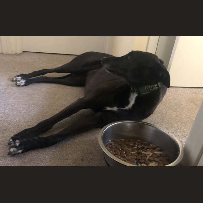 Photo of Coco