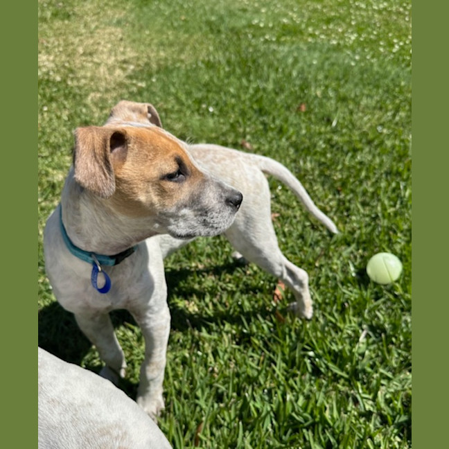 Photo of Rob   11 Week Old Cattle Dog X Staffy(trial 6/10)
