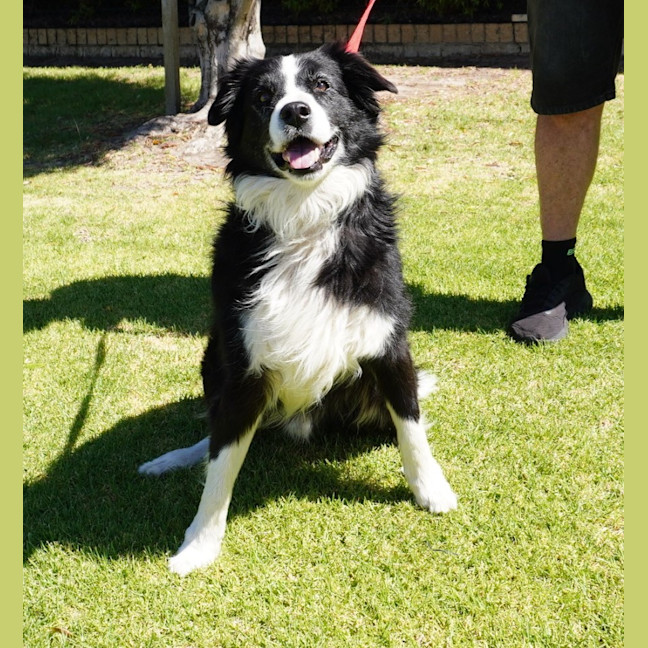 Photo of Champ