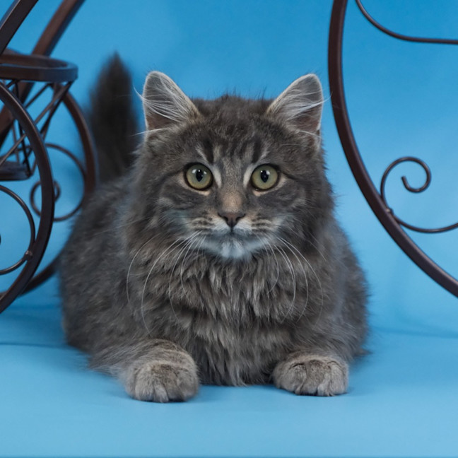 Photo of Mr Darcy