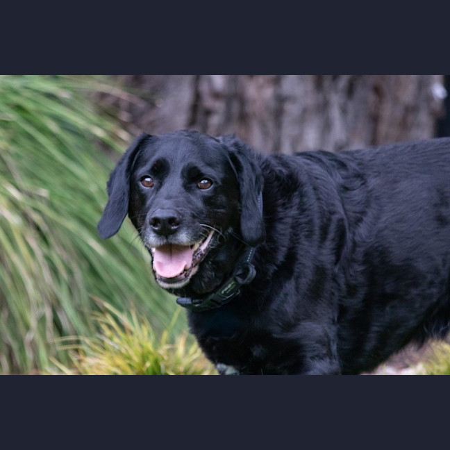 Photo of Tetley Valenti