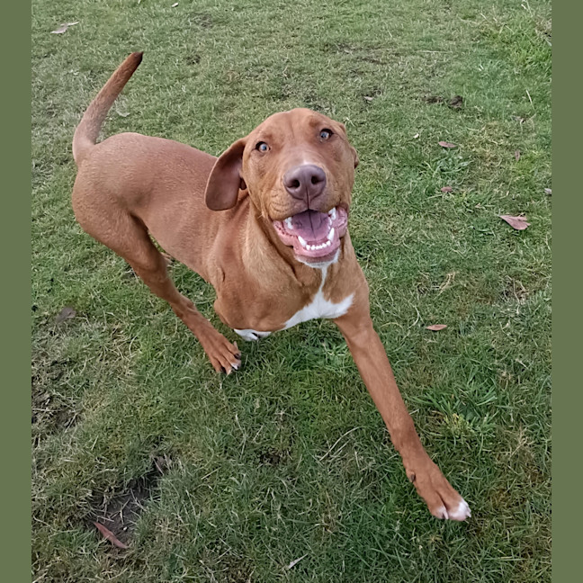 Photo of Stimpy