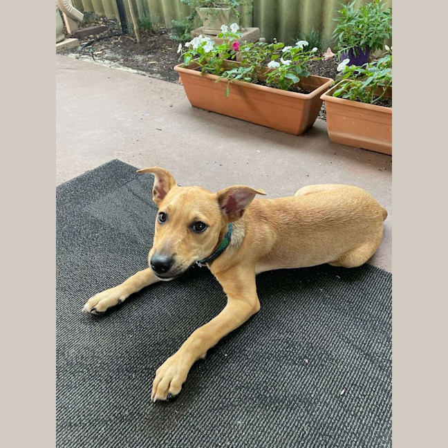 Photo of Buddy (Was Woody)