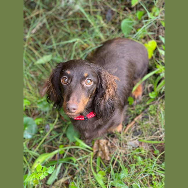 Photo of Fifi