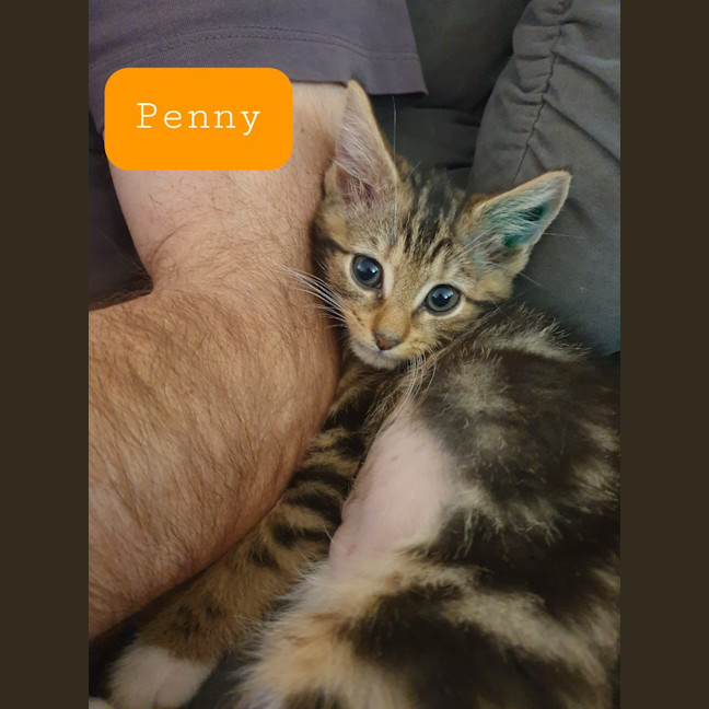 Photo of Piper (Was Penny) / Zelda (Was Molly)