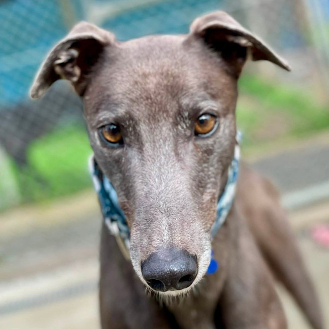 Photo of Plankton The Greyhound