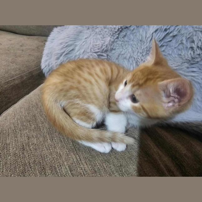 Photo of Arthur *9 Lives Project Rescue*