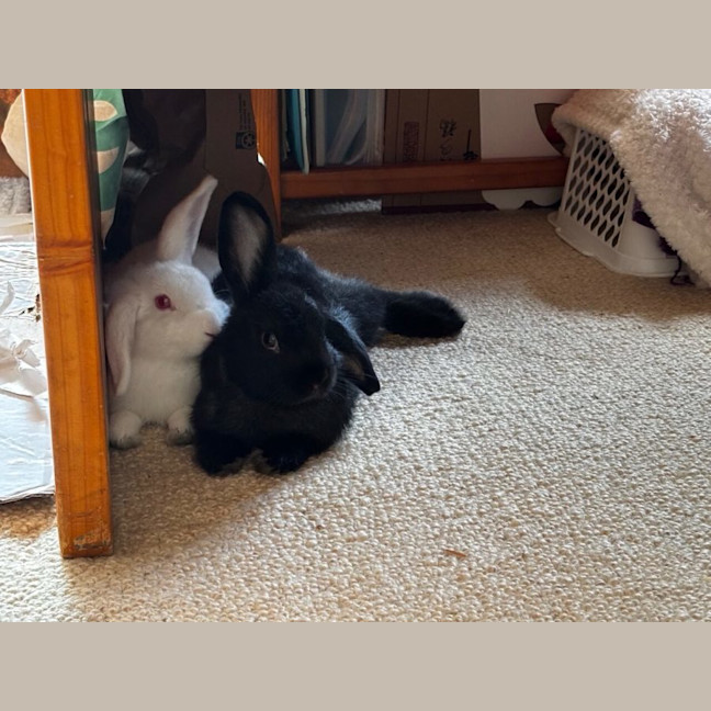 Photo of Bashful & Grumpy
