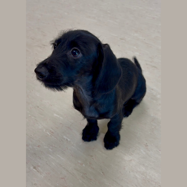 Photo of Fifi