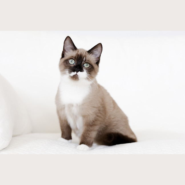 Photo of Miso