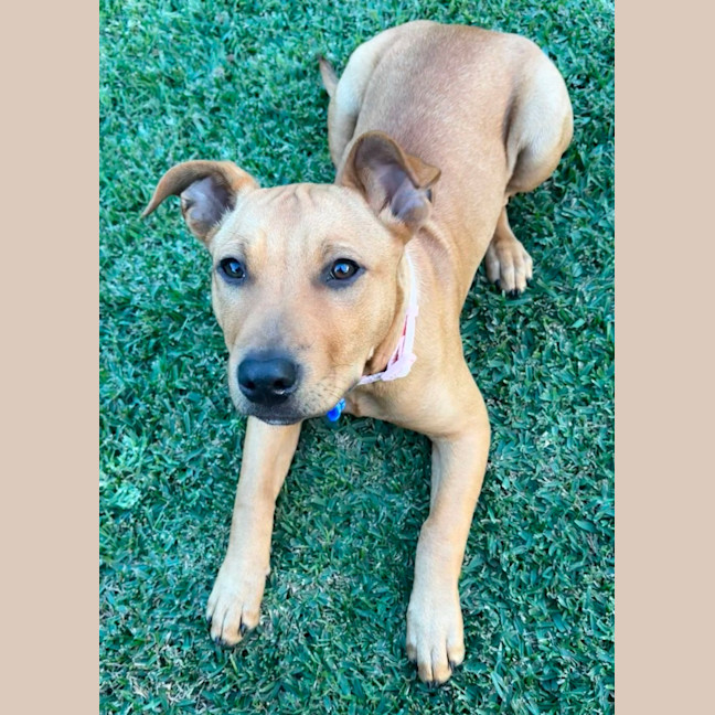 Photo of Bella   14 Week Old Mastiff X