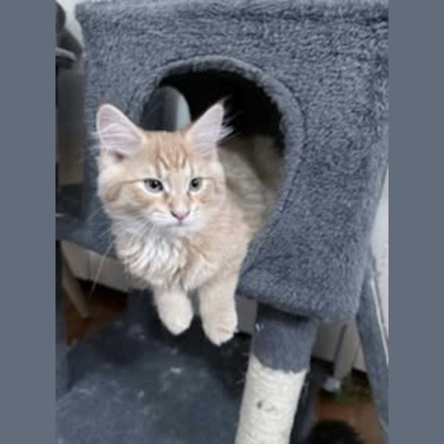 Photo of Gravy *9 Lives Project Rescue*