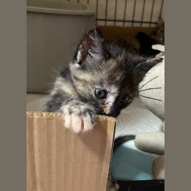 Photo of Paisley