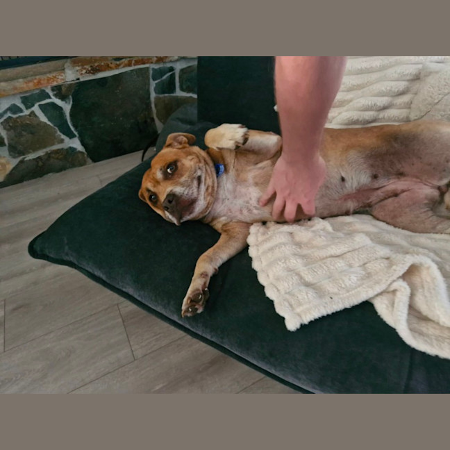 Photo of Sasha   7 Year Old Staffy