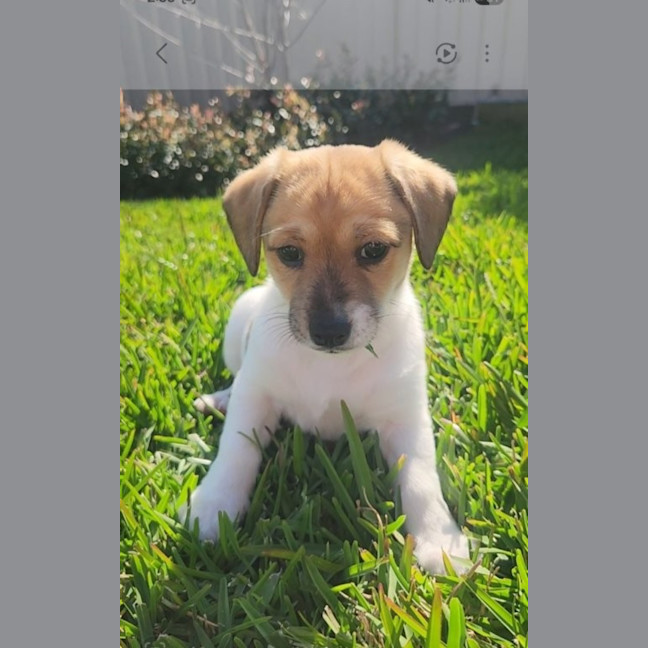Photo of Gertrude   9 Week Old Jack Russell X