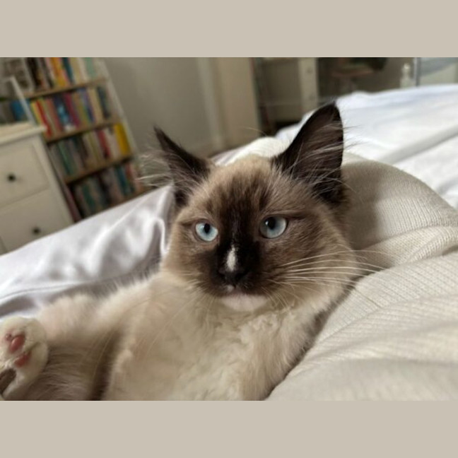Photo of Percy