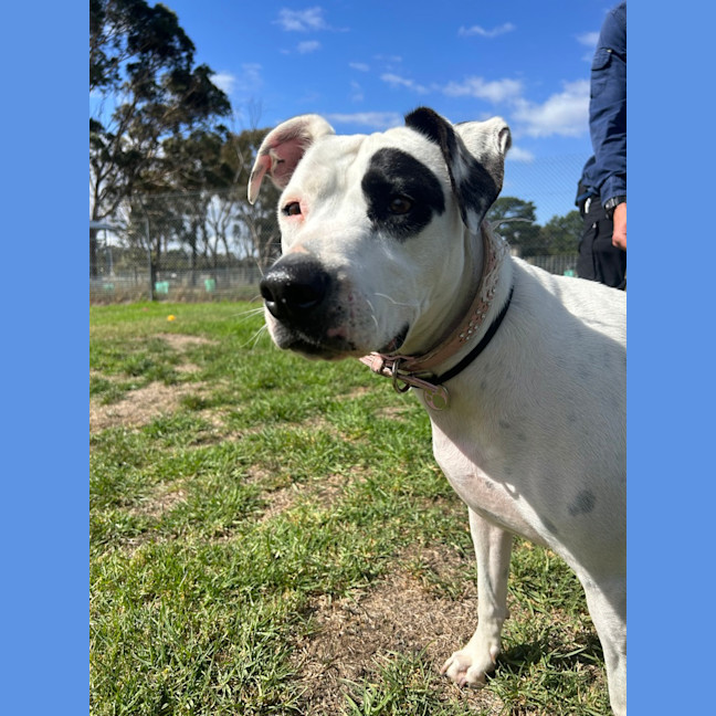 Photo of Daisy