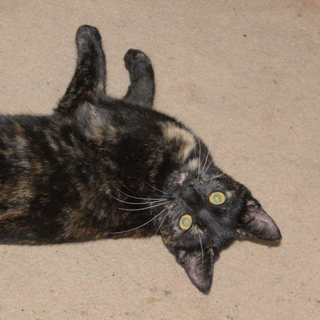 Photo of Freya