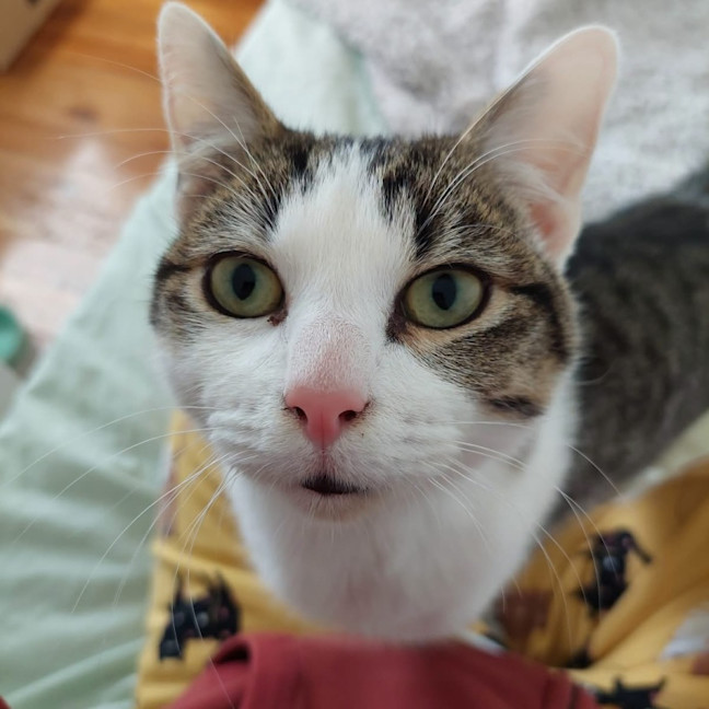 Photo of Toe Beans