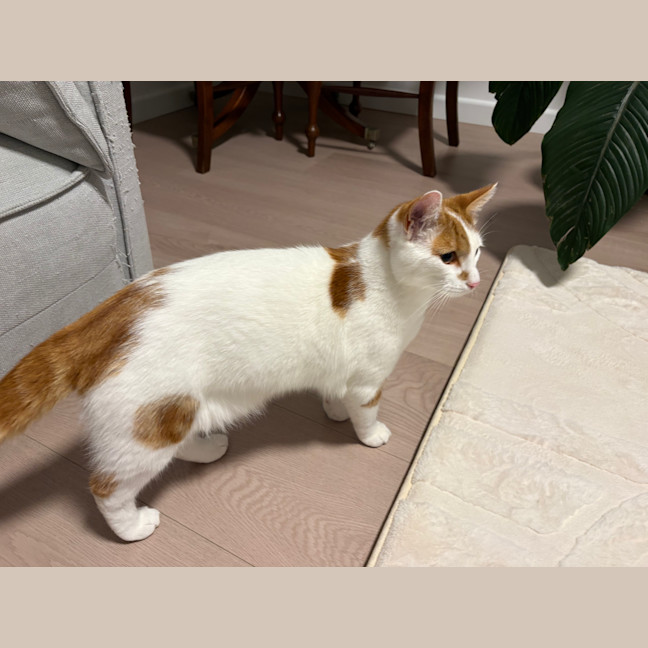 Photo of Taco
