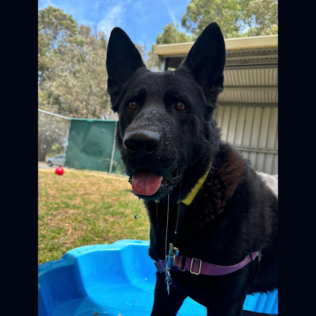 Photo of Ebony
