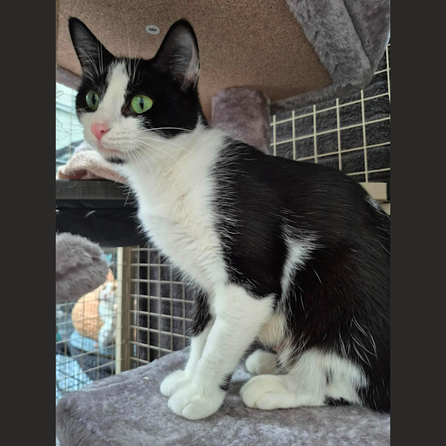 Photo of Elin ** 2nd Chance Cat Rescue *