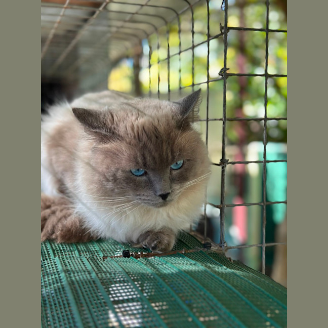 Photo of Lucky Charms