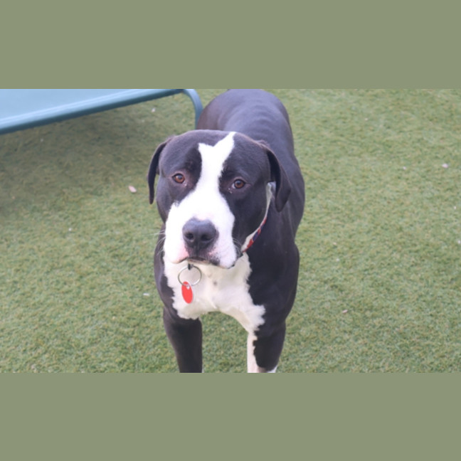 Photo of Enzo