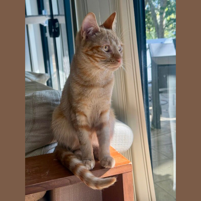 Photo of Pippin